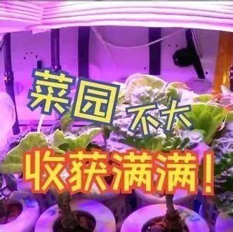 新升级！“太空菜园”收菜了 第04版:科技 20231214期 四川农村日报