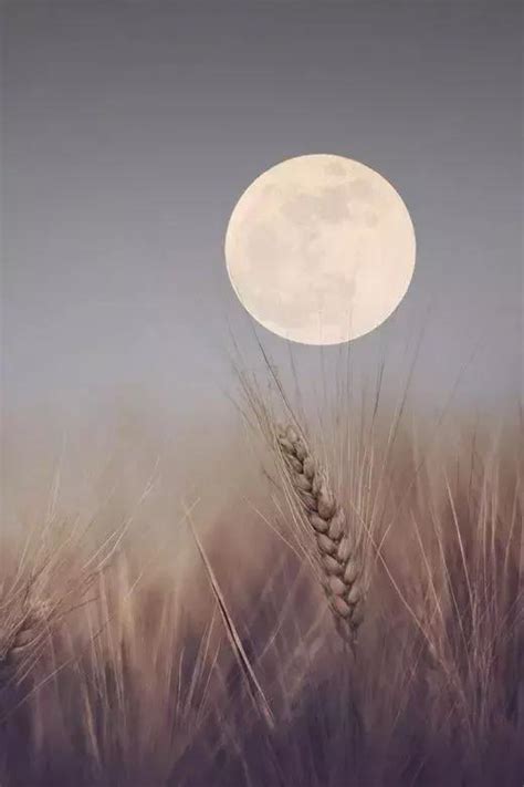 与月亮有关的诗句 描写月亮很美的诗句_万年历