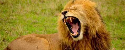 狮子怕什么动物 - 业百科