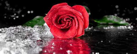 描写玫瑰花的优美句子 玫瑰花的优美句子总结_知秀网