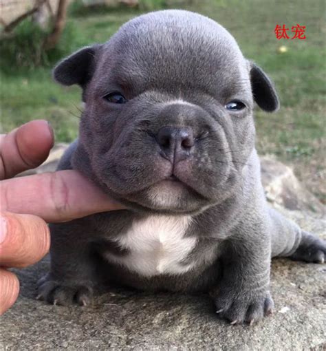 恶犬图片