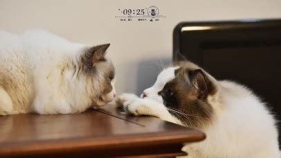 怒目对视的猫图片