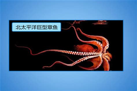 世界上最大的章鱼海怪