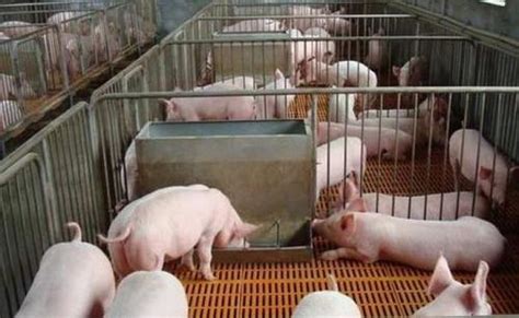 2020年9月30日生猪价格行情、今日生猪多少钱一斤？ - 农产品价格 - 蛇农网
