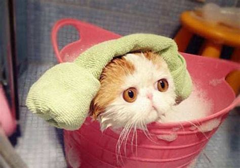大家都是怎么给猫洗澡的？ - 知乎