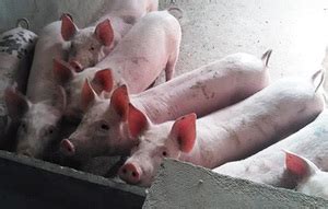 【河北牧农】节前猪价难大涨，未来三年3种养猪户恐被淘汰，希望没有你！ - 知乎