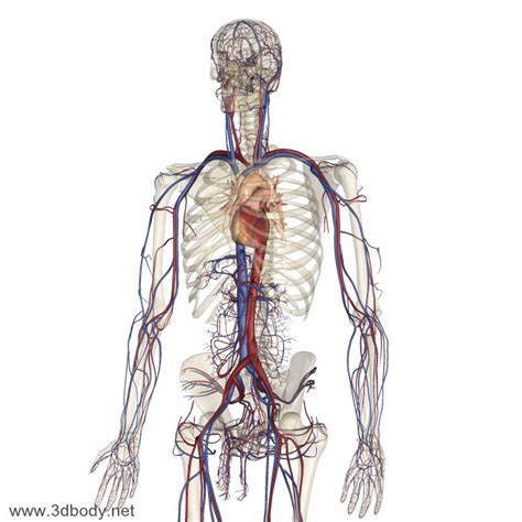 人体血管模拟 3D图+动画版（超清晰）_体循环