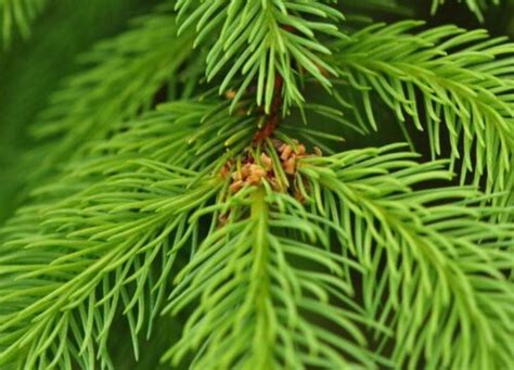松树植物绿色锥体针叶树生长叶子高清图片下载-正版图片321746160-摄图网
