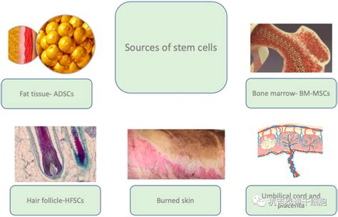 『珍藏版』Nat Cell Bio综述 | 干细胞疗法研究进展 - 知乎
