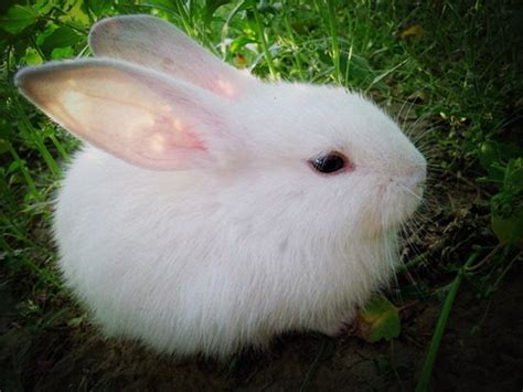 小白兔的外貌描写 关于写小白兔的作文_知秀网
