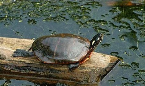 乌龟为什么喜欢叠在一起?放生乌龟有什么说法?_法库传媒网