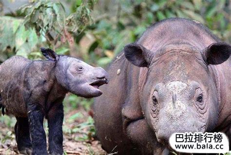 世界十大濒危珍稀野生动物排名_巴拉排行榜