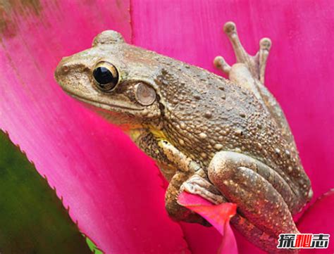 农村常见的蛙类,中国常见的青蛙的品种,蛙类大全及名称_大山谷图库