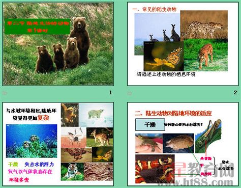 陆地动物生物图片免费下载_PNG素材_编号zq9i7n3ov_图精灵
