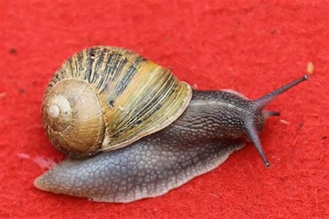 蜗牛不为人知的十件事：平均有14000颗牙齿 - 神秘的地球 科学|自然|地理|探索