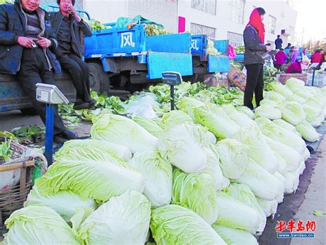 北京新三号白菜大量上市价格便宜有需要的联系_白菜价格行情_蔬菜商情网