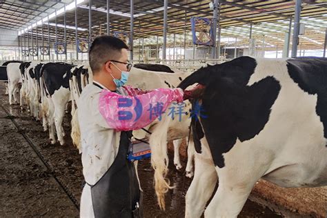 牛用B超机检测怀孕奶牛胎儿的数量和公母_新闻资讯-博祥来兽用B超机厂家