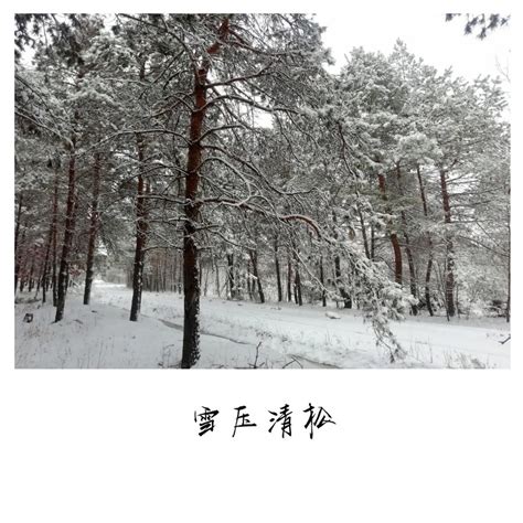 雪压青松松且直（摄影）_审计署网站