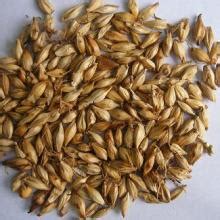 麦芽 稻芽 浮小麦 大麦芽 焦麦芽 中药材麦芽 炒麦芽 产地货源-阿里巴巴