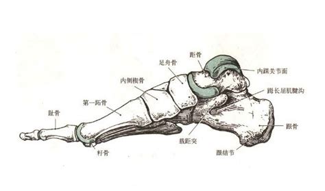 足骨部位解剖示意图-人体解剖图,_医学图库