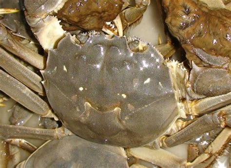 买的大闸蟹怎么养才能活更久 - 拾味生活
