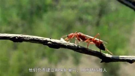 在放大的镜头下了解蚂蚁的生活，真是太有意思了
