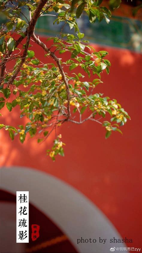 南京·明孝陵 | 花映红墙画疏影，暗香浮动落芬芳……__财经头条