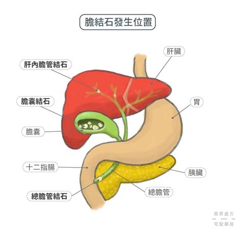 胆在哪个位置图片