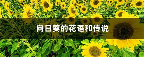 “向日葵”在汉语方言中的命名_语文漫谈-中国社会科学院语言研究所