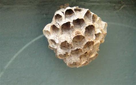 蜂房的功效与作用有哪些？用对了祛风镇痛，用错了反而可能中毒！