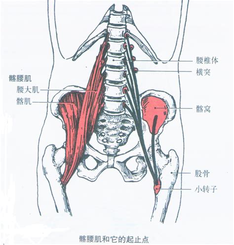 耻骨肌的位置图图片