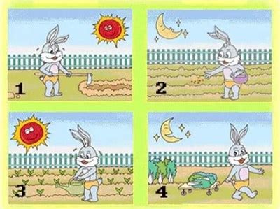 看图作文：兔子种萝卜