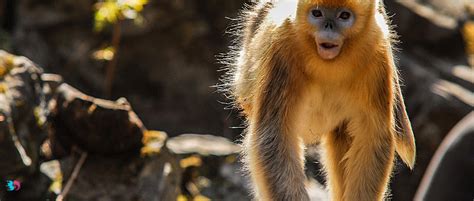 金丝猴坐路边礼貌接过游客苹果 游客表示：这只金丝猴特别优雅 ...