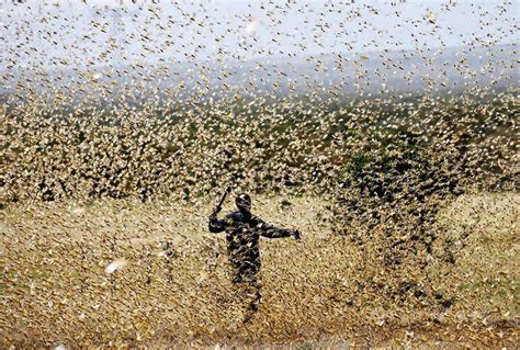 中国历史上蝗灾频发，古人是如何消灭蝗虫和预防蝗灾的？