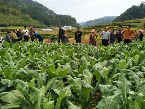 从江县:花菜种植喜丰收 推广模式促发展 - 当代先锋网 - 黔东南