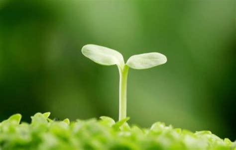 一株成长中的绿色植物 - 素材公社 tooopen.com