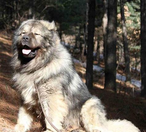 狗狗品种图鉴：高加索猎狼犬的产地与特点介绍 - 胖萌舍宠物网