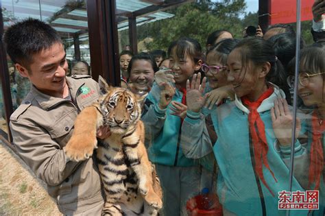科学网—东北虎林园笼子里的老虎 - 黄安年的博文
