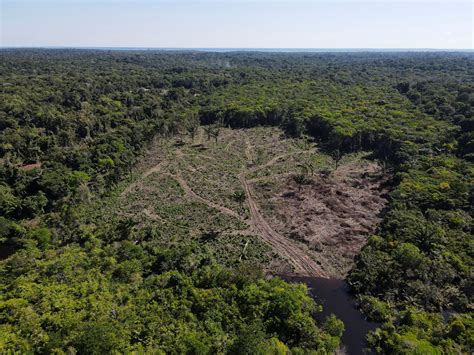 触目惊心！巴西亚马孙森林砍伐面积创新高