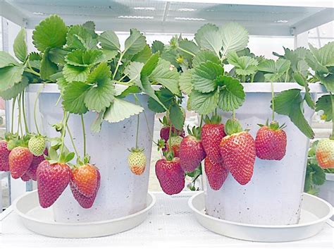 家庭如何种植草莓_360新知