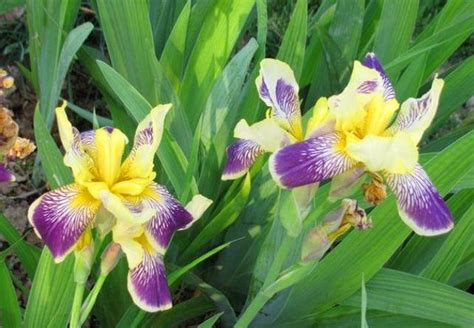 鸢尾花的花语是什么？鸢尾花的寓意和象征-花卉百科-中国花木网