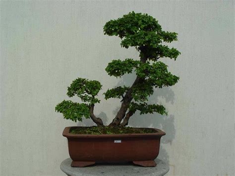 雀梅盆景图片