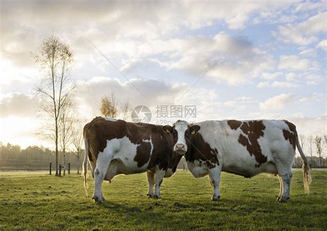 两头年轻的牛身处绿草地的上背着牛在河边的德里贝根附近高清图片下载-正版图片303324364-摄图网