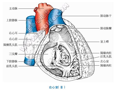 心脏CT解剖中英文对照标注(一)(图文)