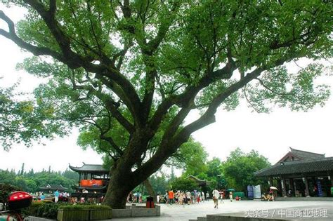 中国最美古树遴选结果出炉-绿宝园林网
