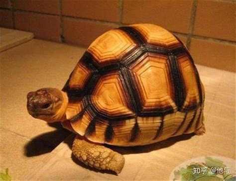 乌龟种类大全大图图片