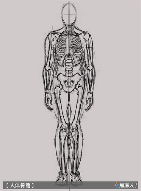 线描草稿美术基础-人体骨骼|动漫|其他动漫|chahuarenschool - 原创作品 - 站酷 (ZCOOL)