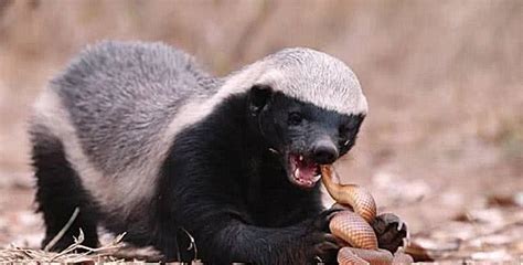非洲平头哥--蜜獾，凭实力挑衅各大猛禽，横行霸道百毒不侵_腾讯视频