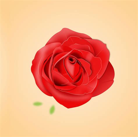 卡布奇诺玫瑰花语寓意是什么 - 花晓网