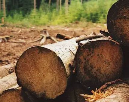 2018年12月中国木材进口价格指数报告-中国木材网木材价格行情